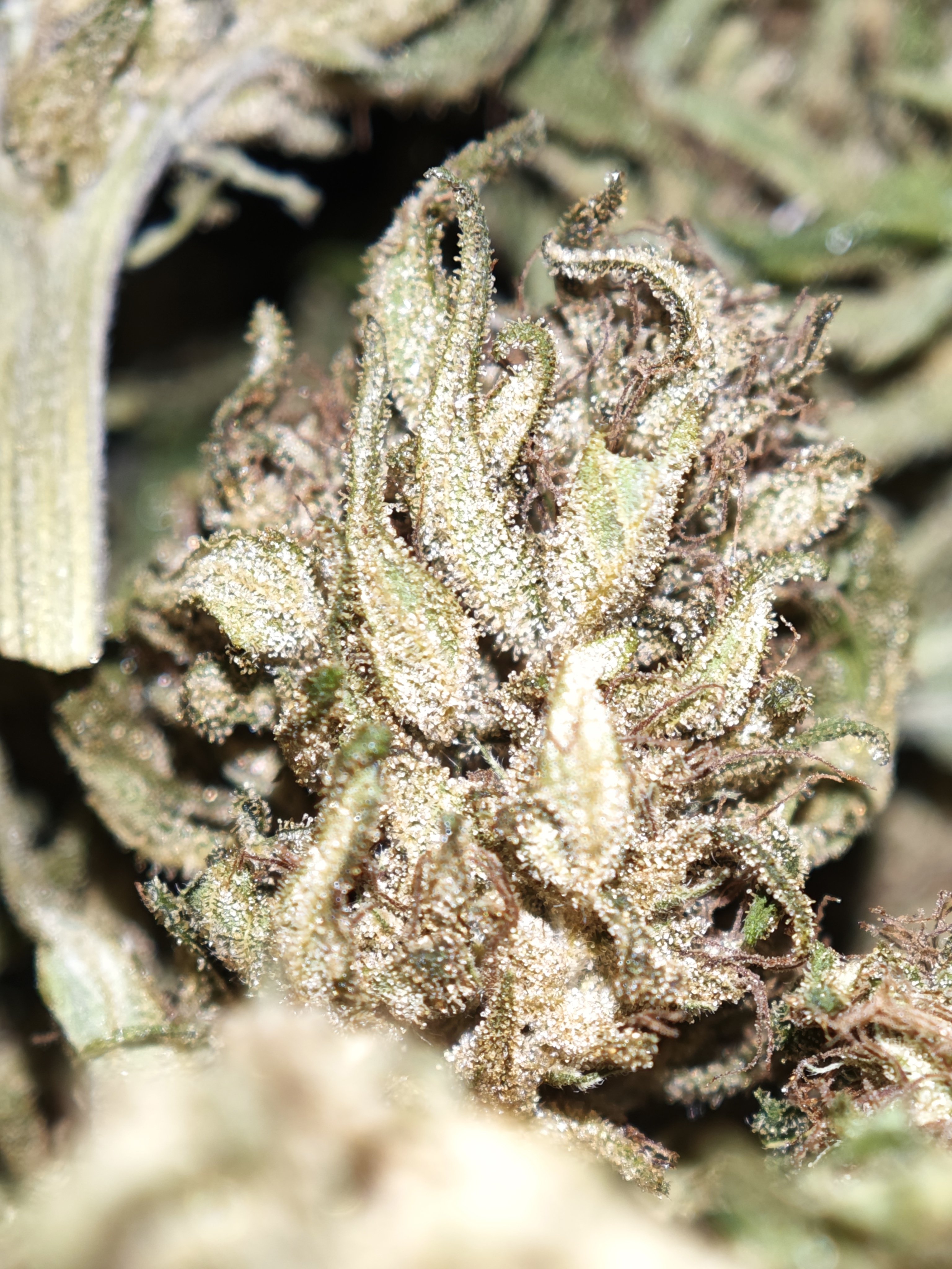 StrawNana OG 1