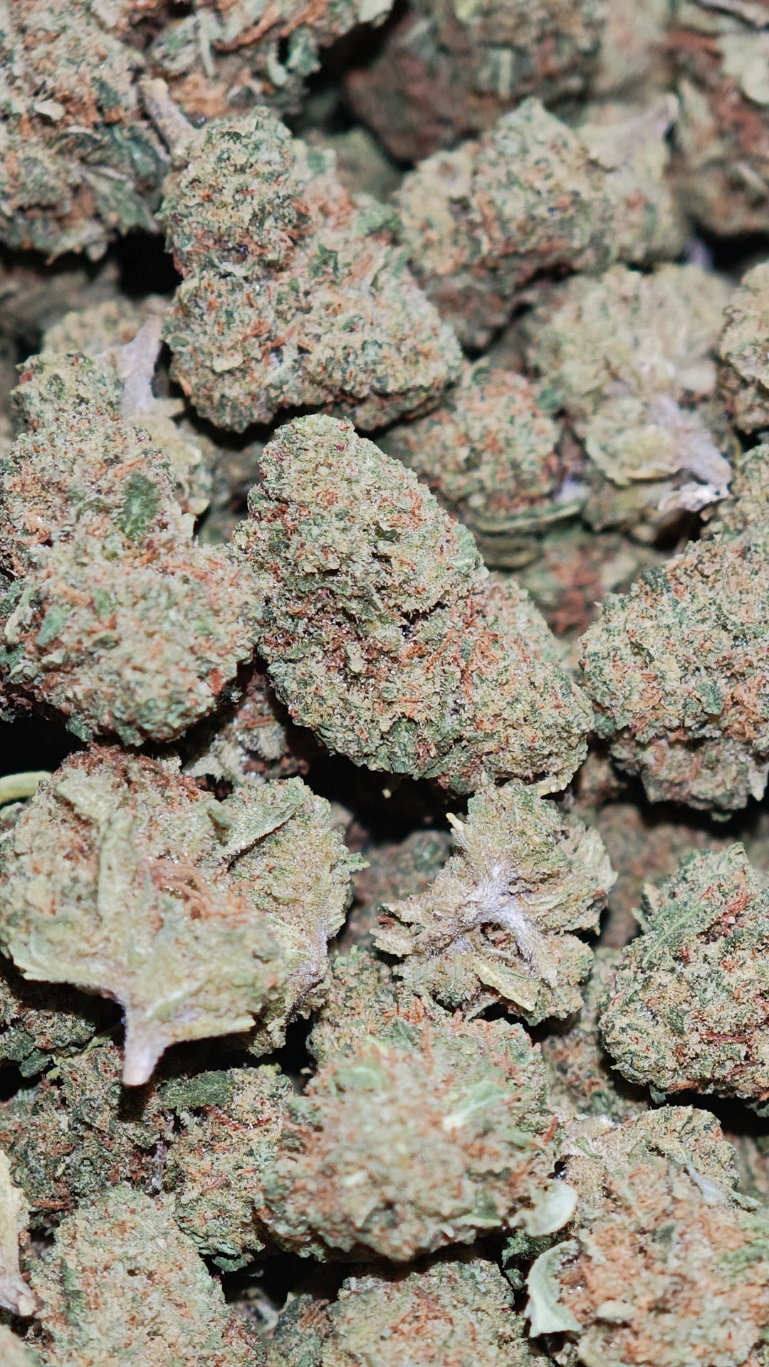 Dual Pack Kush Berry 3